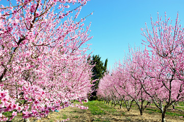 Naklejka premium Abricotiers en fleurs