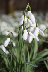 Snowdrop