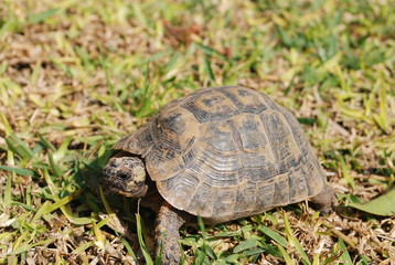 tortuga