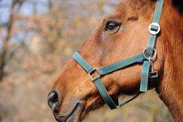 Fototapeta premium Cavallo