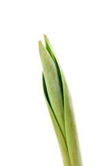 Tulpenknospe