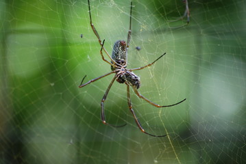 Closeup of a spider with fly