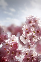 Cherry blossom