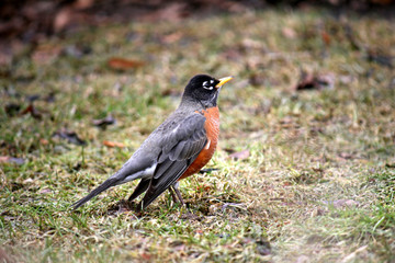Robin Bird