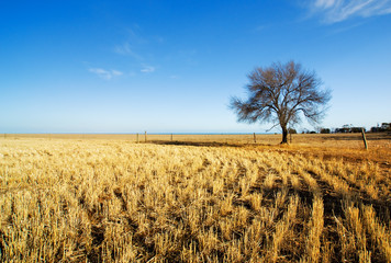 Rural Australian Field