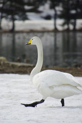 白鳥の歩行