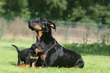 chiot beauceron qui fait un calin à sa mère dans le jardin