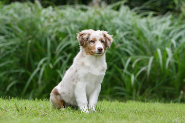 jeune berger australien assis très fier dans le jardin