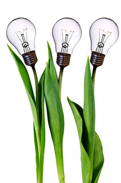 lamp bulb tulips isolated on white with clipping path