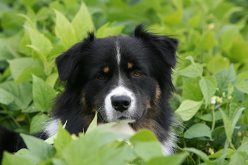 tete du berger australien vu de face et près dans un champ