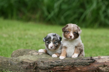 moment de repos pour deux chiots bergers australiens