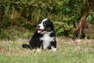 chiot berger australien assis et fatigué de jouer dans l'herbe