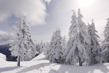 Frozen trees during winter time