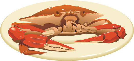 Crab on the plate, delicious food, close up view, vector