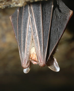 bat holding on a wall