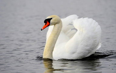 Fototapeta na wymiar Swan - Elegance