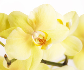 yellow orchid isolated on the white background