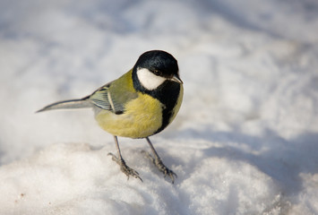 Titmouse in the winter