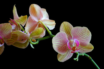 Naklejka premium Orchid