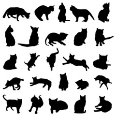 cat vector