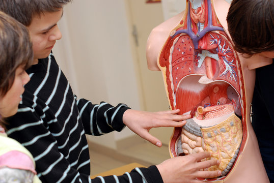 Groupe d'élèves autour d'un mannequin