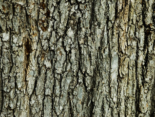 Fototapeta premium Tree Bark