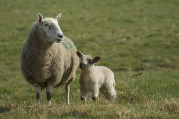 Mother sheep with spring lamb