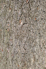 Bark as background