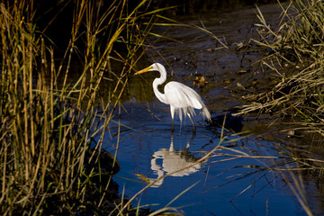 White Egret in Water