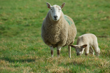 Naklejka na ściany i meble Mother sheep and spring lamb