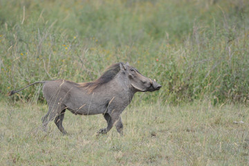 Fototapeta premium Warzenschwein