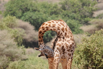 Giraffe