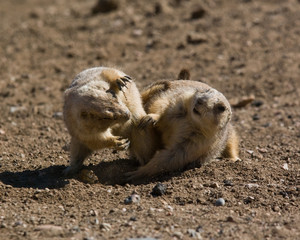 Prairie Dog