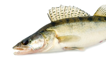 Fototapeta premium fish walleye zander pike-perch