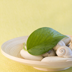 Grünes Blatt und Schneckenhäuser