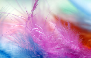 Close up of multi Colored feathers