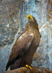 Eagle