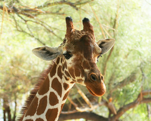 An African Giraffe Among the High Tree Branches