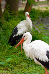 stork