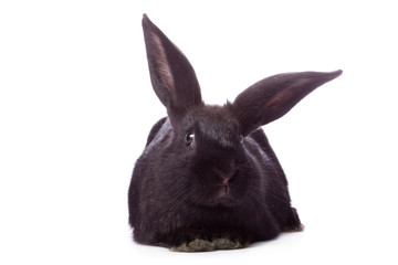 Obraz premium Timid young black rabbit isolated on white background.
