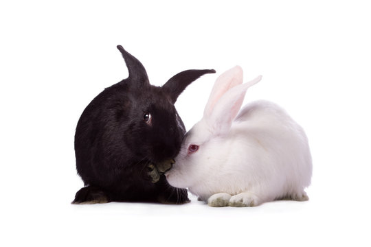 Black rabbit and white rabbit isolated on white background.