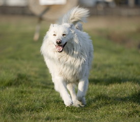 cane pastore maremmano