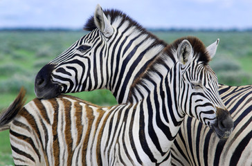 Fototapeta na wymiar Zebra matki i dziecka