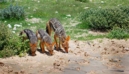 Jackal mother with cubs drinking water