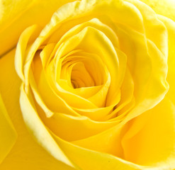 yellow rose petal