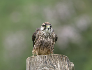 Lanner Falcon preparing for flight