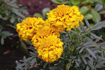 Sommerblume