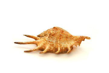 cockleshell on white background