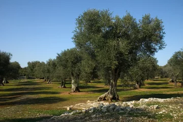 Fotobehang Olijfboom albero ulivo 10