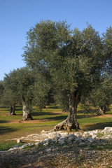 albero ulivo 11 © maelena